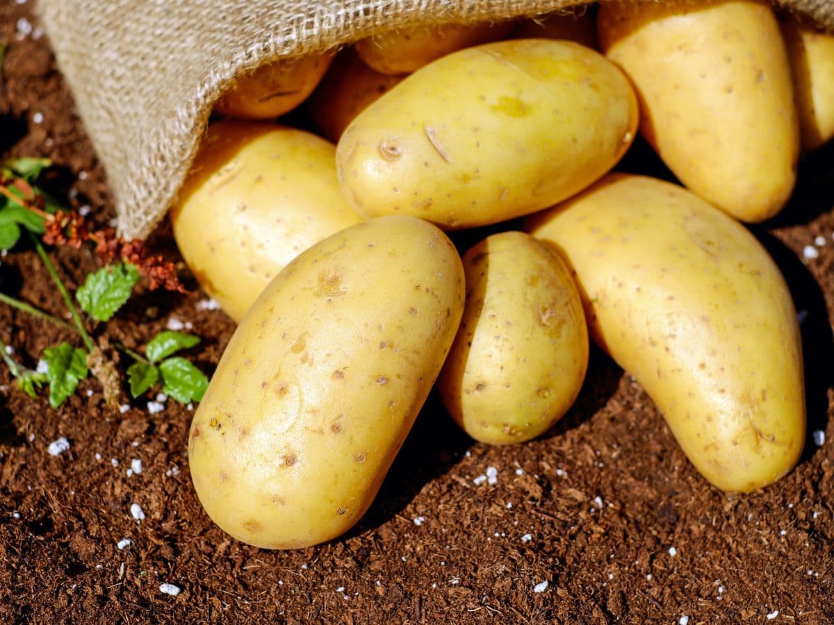 Batata inglesa — saco
